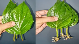 How To Grow Betel leaf Plant From Leaf