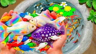Reeling in the Most Gorgeous Fish Ever | The Colors Are Unreal!