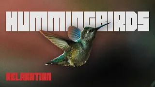 Hummingbird Feeder Activity | Relaxation Bird Video