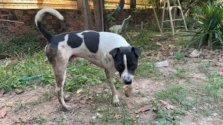 Puppy eating something #puppy #dog #cute #animals 