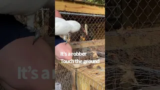Buster the cockatoo outside time with Dad. Visits the chickens