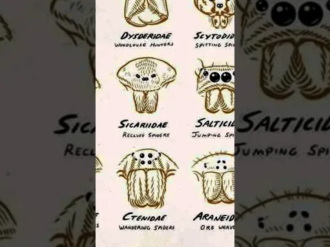 Types Of Spider | Part-2 #spider #scary #shorts