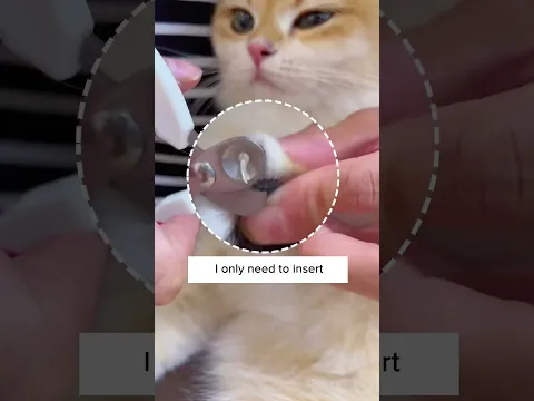 No More Cat Scratches! 😩🐈‍⬛