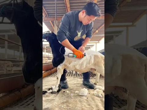 Precision Sheep Shearing Techniques for Professional Wool Harvesting Success