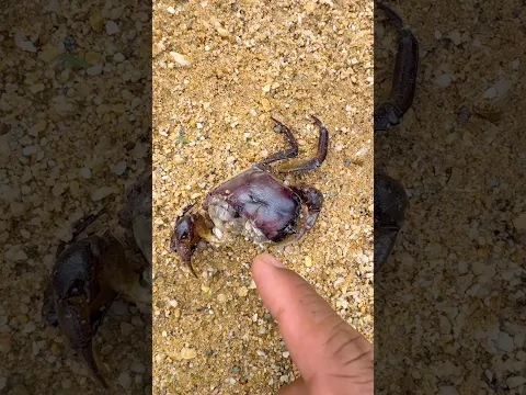 Omg, this sad 2 crabs 😭 #life #insects #crabs #butterfly #flyingcreatures #wingedinsect #stonefly
