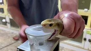 Coastal Taipan Venom Extraction