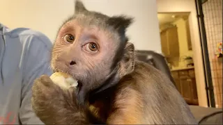 Monkey Eating Banana! Very Happy & Vocal MonkeyBoo!