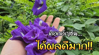 ได้ผลดีมาก!! หากใครมีอาการแบบนี้ รีบหา(ดอกอัญชัน)มากิน ปลูกติดบ้านไว้ ถ้ารู้สรรพคุณแล้วจะทึ่ง