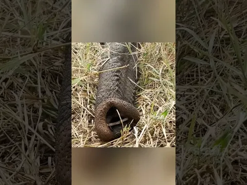 ye pilot हाथी 🐘 ki जान bachane के लिए उसे shoot कर देता है??😮🥹