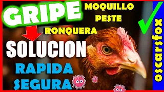 GRIPE en GALLINAS y Pollos SOLUCION 🔰💊remedios en casa PESTE Y MOQUILLO ✅✅✅