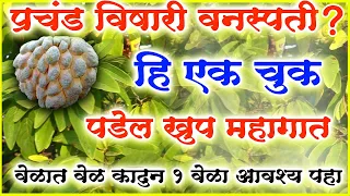 सीताफळ आणि विषारी? खाण्याआधी वेळात वेळ काढून 1 वेळा नक्की पहा,आयुर्वेदाची अतिशय महत्वपूर्ण माहितीdr.