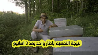 النتيجة الاولى بعد 3 اسابيع من التقسيم باطار واحد فقط /ح 57🔵#تربية_النحل #تقسيم_النحل