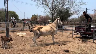 Vaca brava,,se le fue encima a David