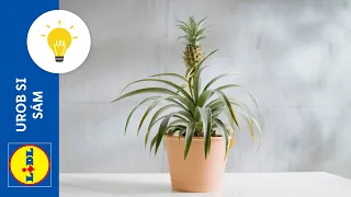 Ako si vypestovať vlastný ananás 🍍 | Urob si sám | DIY inšpirácie | Lidl Slovensko