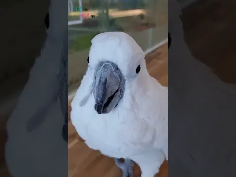 🦜말하는 앵무새 #shorts