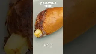 [Crop-Shorts] Growing Plants Time Lapse Compilation