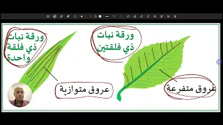 ذوات الفلقة والفلقتين مقارنة سريعة لكن مفيدة