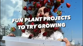 Fun Plant Projects You Grow at Home | creative explained