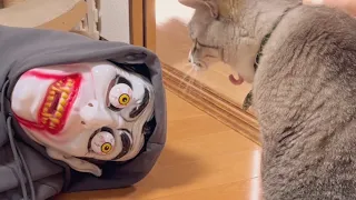 猫を恐怖のどん底に落としてみた