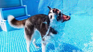 My Husky Gets Her BIG Pool Back 💦 Husky Swimming Pool Party