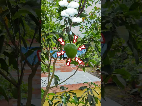 Mango condition given Feviquick #shorts #shortvideo