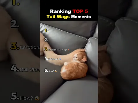 TOP 5 Tail Waggles 😭😭