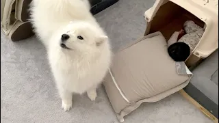 My Dog Reacts To Baby Sister Who Fell Asleep At Her Crate