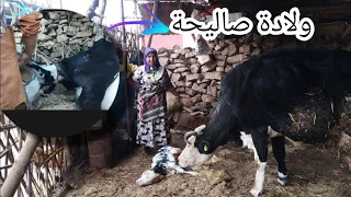 واخيرا ولادة صاليحة 🐄...🎉شاركنا معاكم مراحل ولادتها كلها فرحة زوينة هد نهار#4k #اشتراك/📞0620169684