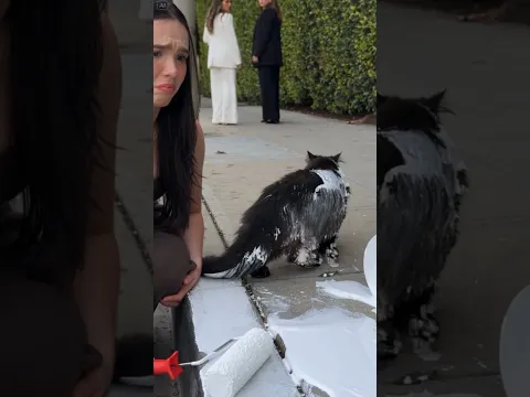 EL PEOR DIA DE MI VIDA 😭 #cat #catvideos #funny #gato #revenge