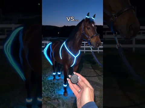 Comment “Horse” if you need this for your night rides😍🐴#equestrian #gallop #horse #usa