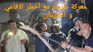 صيد ومعركة شرسه اكشن مع ثلاث افاعي سامه جدا وجرذان كبيرة قرية بلعين مع جمال العمواسي