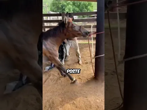 Así Domán las Mulas en el Campo