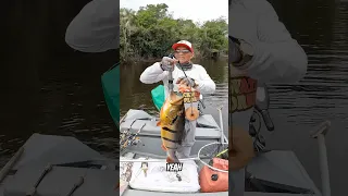 Join us as we venture down to South America, on the Amazon River of Brazil for trophy Peacock Bass!