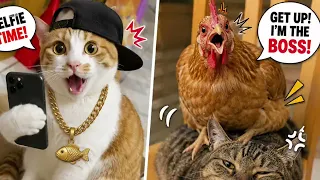 😂🐔 ¡Gato vs Gallina! No Vas a Creer Lo Que Pasó 😱😻 