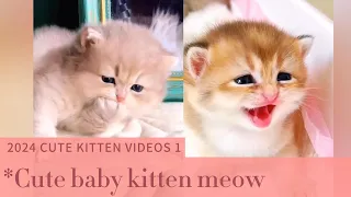 Cute baby kitten meow,2024 cute kitten videos 1