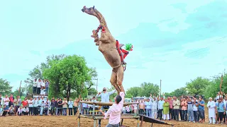 ऊंट ने किया तीन खाटों पर जम्प || New Rajasthani Song 2026 || New Camel Dance #cameldance #priyanshu