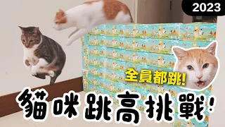 【黃阿瑪的後宮生活】2023貓咪跳高挑戰！全員都跳！