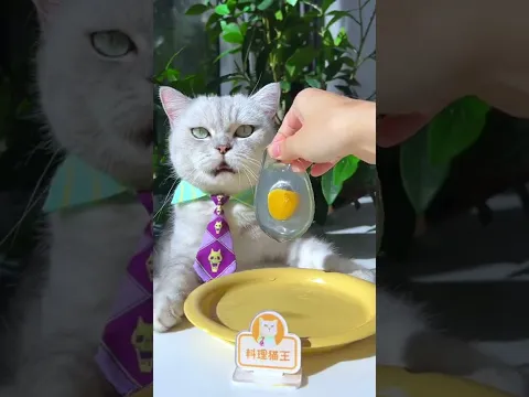 Longyin Poached Egg Is So Cute!🤤😲😍 (ASMR) | Chef Cat Cooking | Creative Food Idea #tiktok #Shorts
