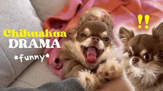 No one does DRAMA like a CHIHUAHUA