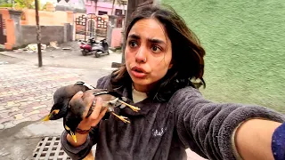 Electric shock lag gya birds ko |AD156