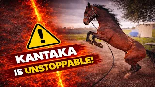 Pure Marwari Power 🇮🇳 Kantaka Turning into Stallion|🐎 Marwari & Arabian Horses in USA California 🇺🇸