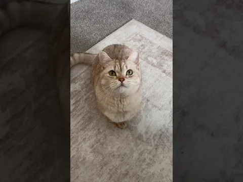 No such thing as “not a cat person” 😌 #cats #catsofyoutube #petlovers #catvideos #funnyanimals