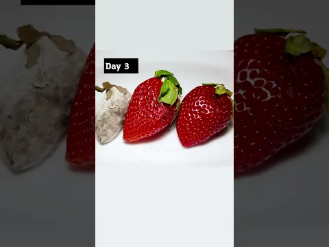 Letting my pet mold spread over to some strawberries