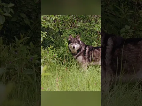 The boy made the wolf his friend. #shorts #viral