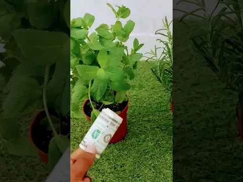 Lleva una de estas tres plantas a tu casa y mira lo que sucede 🍀🌿🌱