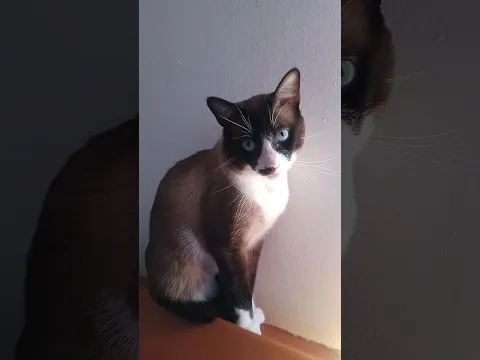 El Copito #shorts #shortvideo #cat #gatos #humor