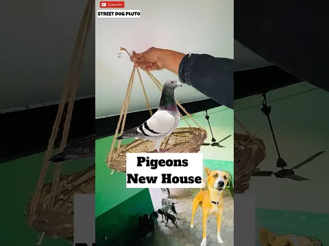 Pigeons New House ❤️ | #419