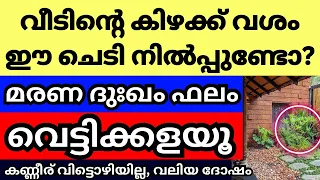 വീടിന്റെ കിഴക്ക് വശം ഈ ചെടികൾ വളരുന്നുണ്ടോ? ഉടനെ മാറ്റൂ, കാലൻ വീട് കയറും, വലിയ ദോഷം