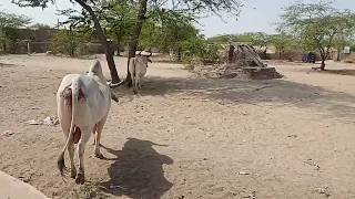Cows Resting Together in Thar Desert Simple Village Life