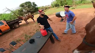 MEUS AMIGOS E EU CAPTURANDO BOI VEIACO NO MATO
